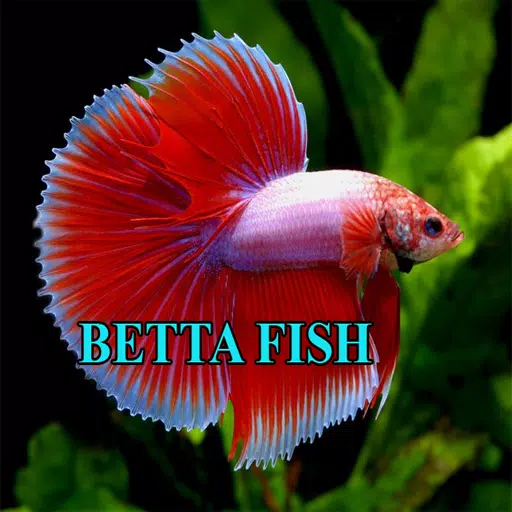 Betta Fish Gallery Captura de tela 0